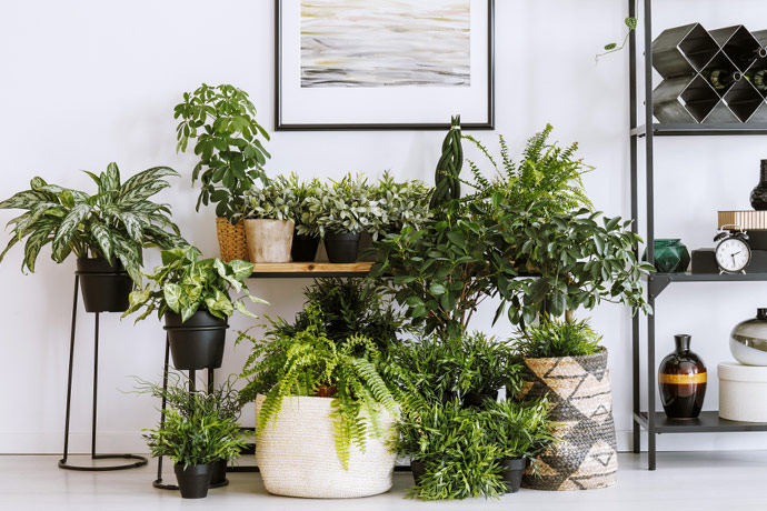 house plants for flats