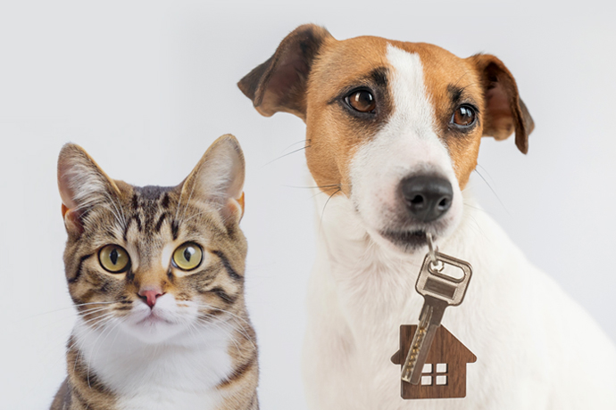 Renting With Pets | MIH Property Management