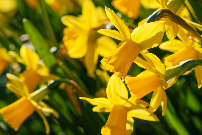 Spring Awakening | MIH Property Management